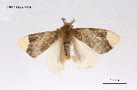 藏品(毒蛾科)的圖片